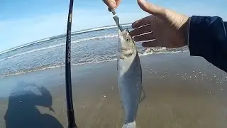 locating bank of sea bass on the beach