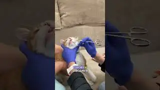 Как правильно обработать рот кошке? #ветеринар #vet #лечимживотных #живвотные