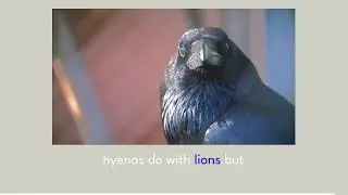 Predator interactions between owls, eagles, and crows