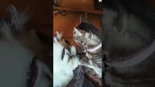 New purring meowing Robot Ragdoll cat meets Honor and Glory