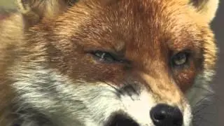 MegaFox
