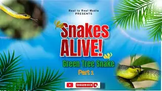 Green Tree Snake (Part 1)