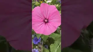🌼 Blumenwiesen Bertrange &ndash; pfl&uuml;ck dir deinen Strau&szlig; | Luxembourg Nature