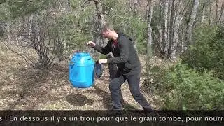 Nourrir les sangliers