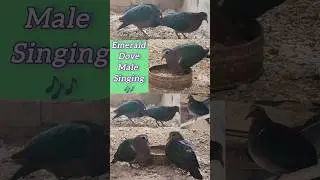 Emerald Dove Male singing #birds #shorts #sound