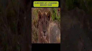 Tiger attack &Tiger hunt deer at Corbett Bikashdas   #tiger #wildlife #animals 2026