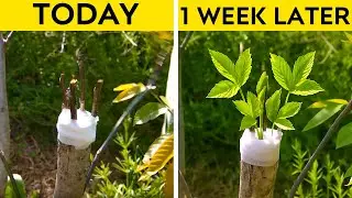 Save for the Future these Smart Plant hacks #5MinuteBeat