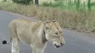 When the Wild Comes Alive at Dawn