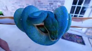 5 Most Beautiful Snakes on Planet Earth