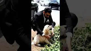 Stranger Saves Dog on Busy Road! ✨