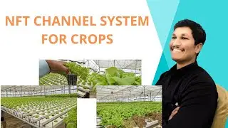 NFT Channel System For Spinach,Green Lola,Italian Basil Grow More.#sonoffarmer #polyhouse #farmer.