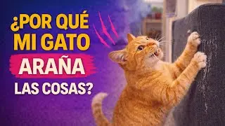 &iquest;Por qu&eacute; mi gato ara&ntilde;a las cosas?