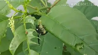 Four-Toothed Mason Wasp (Monobia&nbsp;quadridens)