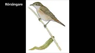 r&ouml;rs&aring;ngare
