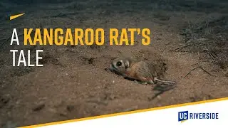 UCR Researcher Saves Stephens' Kangaroo Rat from EXTINCTION!