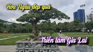 SH.10941. C&acirc;y Hoa Ng&acirc;u đẹp nhất triển l&atilde;m nhiều người gọi điện hỏi gi&aacute;. 
