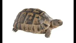 Sound Effects - Hermann's tortoise