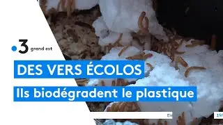 Metz : un &eacute;tudiants cr&eacute;e sa ferme &agrave; insectes pour d&eacute;grader le plastique