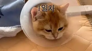 중성화 브이로그