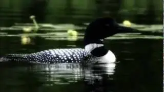 Protecting Birds in the Great Lakes