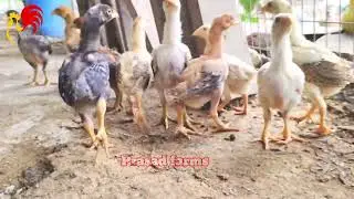 Prasad farms jathi Kodi pillalu quality Kodi pillalu