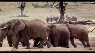 How Many Elephants Exist in Tsavo? An Elephant Census