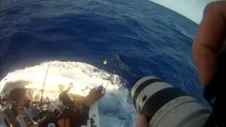Giant Black Marlin Release