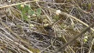 Vendee Robberfly