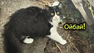 The cat saw snow for the first time! Shipa's reaction 😲❄️