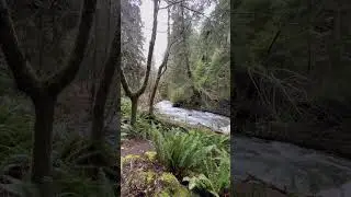#ozwaldstate #oregon #exploreor #travelpetsitting #oregonnature #pnw #nature #rivers