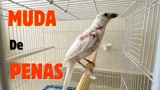 Muda de Penas do Trinca-Ferro: O Que Fazer?