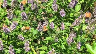 Butterflies Agastache Garden Rachel