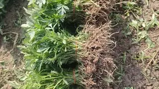 Marigold seed plant. गेंदा फूल का पौधा।