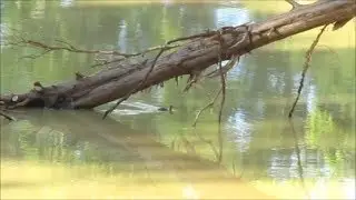 Wild Turkey Chick Swims Across Pond after Mother Abandons it!
