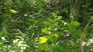 Exploring abandoned woods