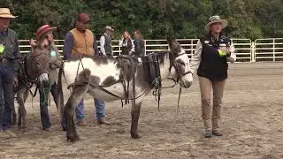Harness 101 Patricia Demers Board Member, Carriage Assoc. of America