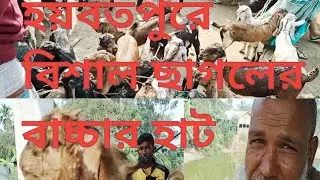 হয়বতপুর  বাজারে বাচ্চা ছাগলের বিশাল আমদানি,,