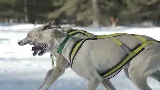 Pedigree Stage Stop Race