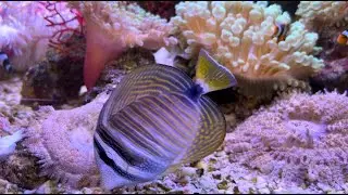 NAMMA BENGALURU AQUARIUM 🐠🐠🐠🐠 | @rori99 | Planted Aquarium | Hardscape | Aqua scaping Ideas