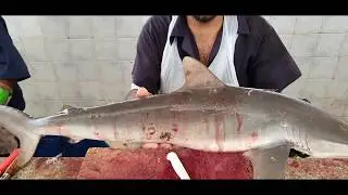 10 KG Shark Fish Cutting|| Unbelievable Shark Fish Cutting Skills 2023|| Shark Fish Meat Cutting