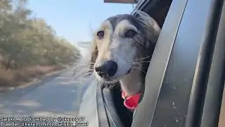 Saluki Gang Official Music Video @yansel76 ft. @zayan_thesaluki owned by @EverythingSaluki