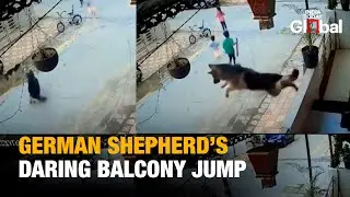 Brave German Shepherd Leaps Off Balcony to &lsquo;Save Kids&rsquo; in India | SC Acts on Stray Dogs