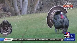 St. George Fire Department shares holiday and Thanksgiving dinner fire safety tips