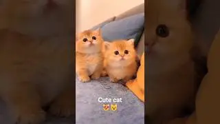 cute cat 😻😺 #cat #kitten #kucinglucu #anakkucinglucu #cats