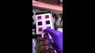 #WIG2025 seed starting; Video 2; @GtJrGrowsItAlaska @mikeschaoticgardening 