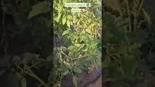#tomato #tomatoplant #tomatofarming #agriculture #sort #trendingshorts