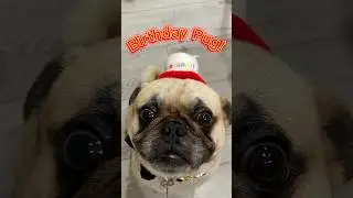 Pug&rsquo;s Birthday Adventure!!