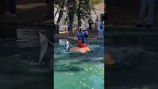 Pumpking Regatta Navegan dentro de calabazas gigantes🫣🎃#pumpkin #regatta #curiosidades #festival