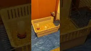 Cheap DIY Chick Brooder