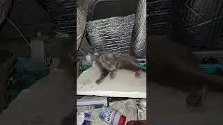 Baby Zooma is being playful